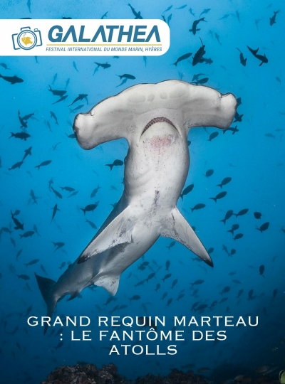 3 - GRAND REQUIN MARTEAU : LE FANT�ME DES ATOLLS